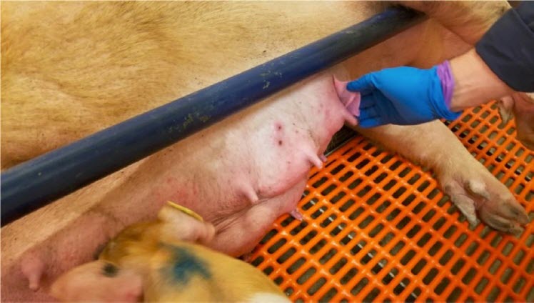 Swine Expert Update: Alternatieve onderzoeksmethoden voor PRRS monitoring